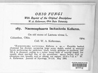 Naemosphaera lactucicola image
